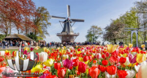 Menikmati Keunikan Festival Bunga Tulip Belanda