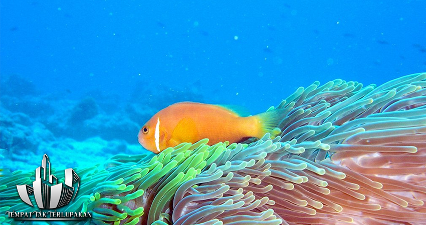 Maladewa Pesona Kepulauan Karang